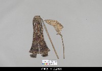 藏品(中國湖北皮影戲偶身)的圖片